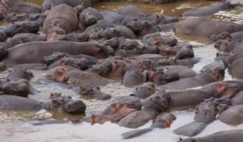 Hippos and Africa's Mara River